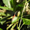 Image of Hadrothemis versuta