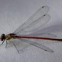 Image of Pyrrhosoma