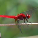 Image of Crocothemis striata
