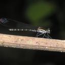 Image of Rhinocypha seducta