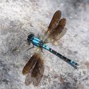Image of Diphlebia coerulescens