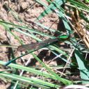 Image of Chlorolestes apricans