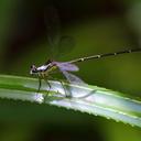 Image of Nesolestes robustus