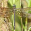 Image of Heliaeschna sembe