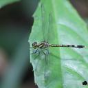 Image of Micromacromia zygoptera