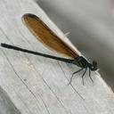 Image of Euphaea cyanopogon