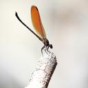 Image of Euphaea lara