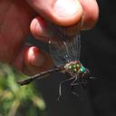 Image of Neocordulia mambucabensis