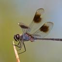 Image of Brachymesia gravida