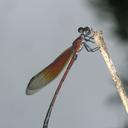 Image of Euphaea sanguinea