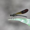Image of Rhinocypha ignipennis