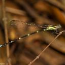 Image of Leptagrion macrurum