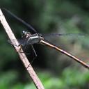 Image of Philoganga loringae