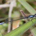 Image of Mesamphiagrion