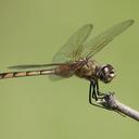 Image of Brachymesia herbida