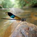 Image of Euphaea tricolor
