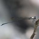 Image of Elattoneura villiersi
