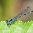 Image of Enallagma minusculum
