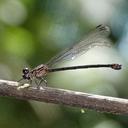 Image of Miocora aurea