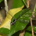 Image of Podopteryx selysi