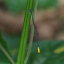 Image of Telagrion