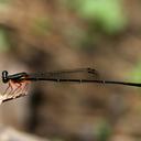 Image of Copera imbricata