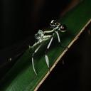 Image of Pseudocopera