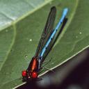 Image of Argia calverti