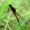 Image of Platycypha fitzsimonsi