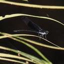 Image of Dysphaea lugens