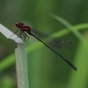 Image of Elattoneura tenax