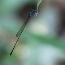 Image of Allocnemis subnodalis