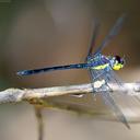 Image of Agrionoptera longitudinalis