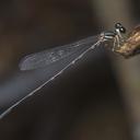 Image of Drepanosticta