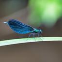 Image of Calopterygoidea