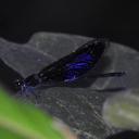 Image of Euphaea guerini