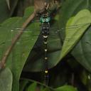 Image of Macromia weerakooni