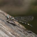 Image of Cordulephya montana