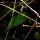 Image of Perissolestes guianensis