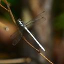 Image of Philosina alba