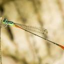 Image of Leptobasis linda