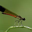 Image of Rhinocypha sanguinolenta