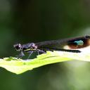 Image of Rhinocypha heterostigma