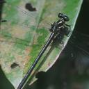 Image of Leptogomphus