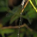 Image of Perilestes solutus