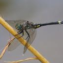 Image of Zygonoides lachesis