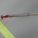 Image of Enallagma dubium