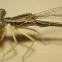 Image of Copera chantaburii