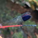 Image of Euphaea thosegharensis