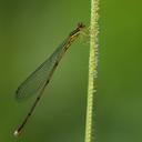 Image of Nesobasis monticola